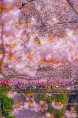 Meguro Nehri boyunca kiraz çiçekleri. Çekim yeri: Meguro -ku, Tokyo