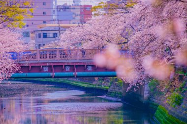 Ooka Nehri gezinti güvertesi Sakura. Çekim yeri: Minami -ku, Yokohama