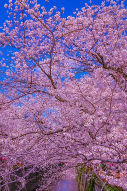 Nakameguro 'da kiraz çiçekleri çiçek açar. Çekim yeri: Meguro -ku, Tokyo