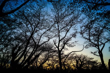 Alacakaranlık ve kiraz ağacı silueti. Çekim yeri: Seya -ku, Yokohama