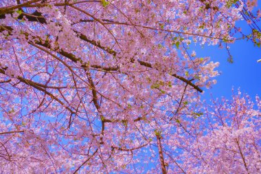Nakameguro 'da kiraz çiçekleri. Çekim yeri: Meguro -ku, Tokyo