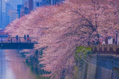 Meguro Nehri boyunca kiraz çiçekleri. Çekim yeri: Meguro -ku, Tokyo