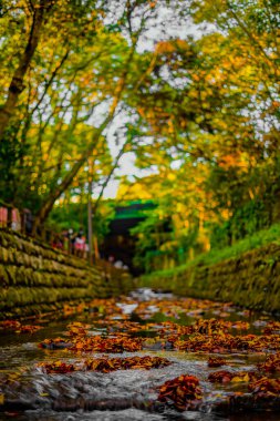 Suda düşen yapraklar. Çekim yeri: Setagaya-ku, Tokyo