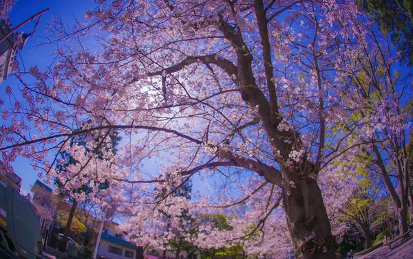 樱花在横滨市本村盛开 射击地点 Naka Yokohama Shi — 图库照片