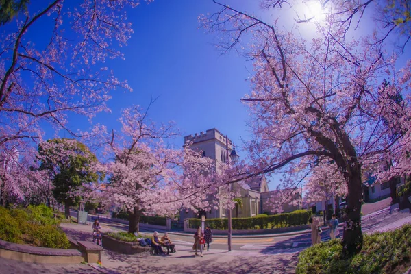 樱花盛开于横滨市莫托玛奇和亚马希波横滨 射击地点 Naka Yokohama Shi — 图库照片