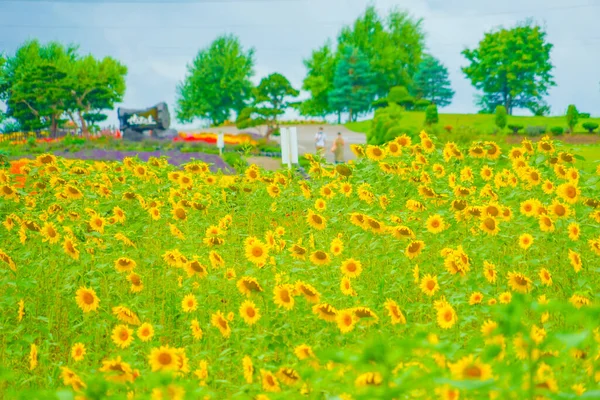 Sunflower Field Hokkaido Shooting Location Hokkaido — 图库照片