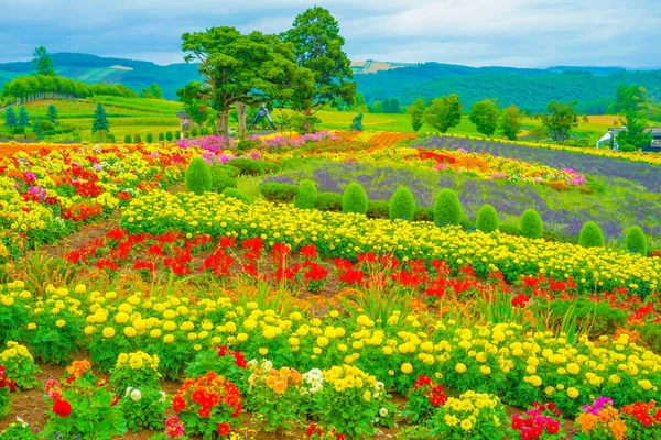 Virág Mező Biei Cho Hokkaido Lövöldözés Helye Biei Cho Hokkaido — Stock Fotó