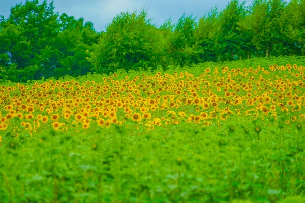 Sunflower Field Hokkaido Shooting Location Hokkaido — 图库照片