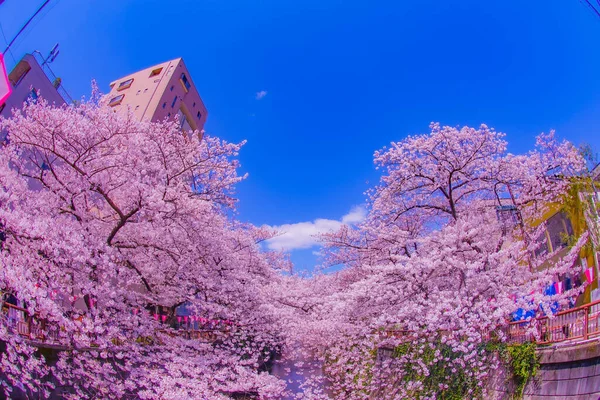 Цвіте Вишня Накамегуро Місце Зйомки Meguro Токіо — стокове фото