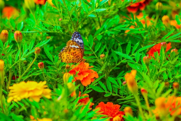 Marigold Motyl Rozmieszczenie Kita Tokio — Zdjęcie stockowe