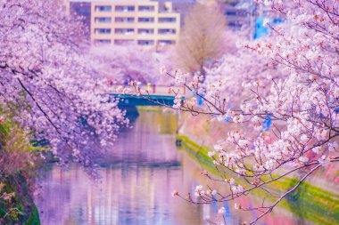 Ooka Nehri gezinti güvertesi Sakura. Çekim yeri: Minami -ku, Yokohama