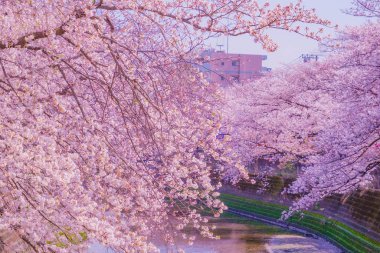 Ooka Nehri gezinti güvertesi Sakura. Çekim yeri: Minami -ku, Yokohama
