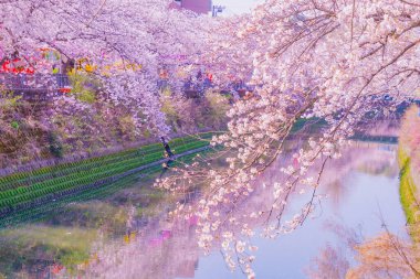 Ooka Nehri gezinti güvertesi Sakura. Çekim yeri: Minami -ku, Yokohama