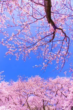 Çiçek açan kiraz ağaçları ve mavi gökyüzü. Çekim yeri: Tsurumi -ku, Yokohama