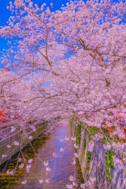 Nakameguro 'da kiraz çiçekleri çiçek açar. Çekim yeri: Meguro -ku, Tokyo