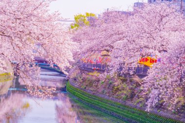 Ooka Nehri gezinti güvertesi Sakura. Çekim yeri: Minami -ku, Yokohama