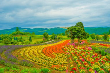 Biei-cho, Hokkaido 'daki çiçek tarlası. Çekim yeri: Biei - cho, Hokkaido