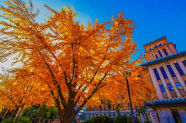 Nippon Odori 'de (Yokohama Şehri) sonbahar yaprakları. Çekim yeri: Naka -ku, Yokohama -shi