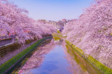 Ooka Nehri gezinti güvertesi Sakura. Çekim yeri: Minami -ku, Yokohama