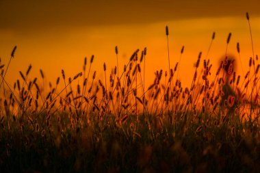 Enokogusa / Cat Jarashi ve günbatımı. Çekim yeri: Kawasaki Şehri, Kanagawa Bölgesi