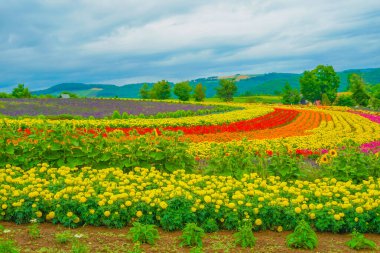 Biei-cho, Hokkaido 'daki çiçek tarlası. Çekim yeri: Biei - cho, Hokkaido