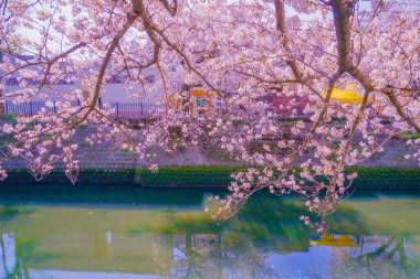 Ooka Nehri gezinti güvertesi Sakura. Çekim yeri: Minami -ku, Yokohama