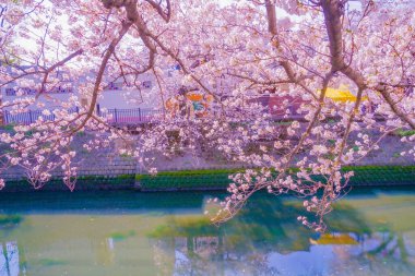 Ooka Nehri gezinti güvertesi Sakura. Çekim yeri: Minami -ku, Yokohama