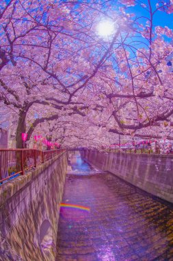 Nakameguro 'da kiraz çiçekleri çiçek açar. Çekim yeri: Meguro -ku, Tokyo