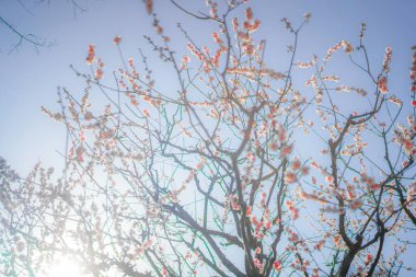 Erik ağacı (Okurayama erik bahçesi). Çekim yeri: Yokohama-şehir kanagawa ili