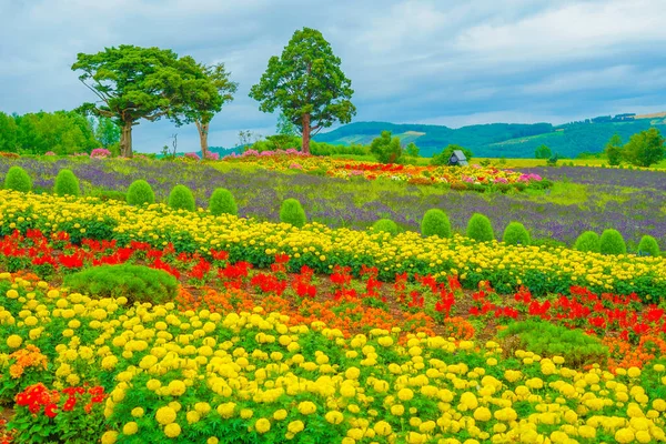 Campo Flores Biei Cho Hokkaido Localização Tiroteio Biei Cho Hokkaido — Fotografia de Stock