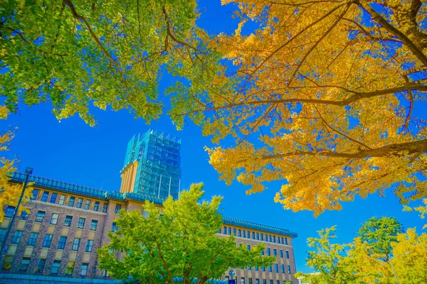 Podzimní Listí Jokohamě Nihonu Odori Místo Střelby Prefektura Yokohama City — Stock fotografie