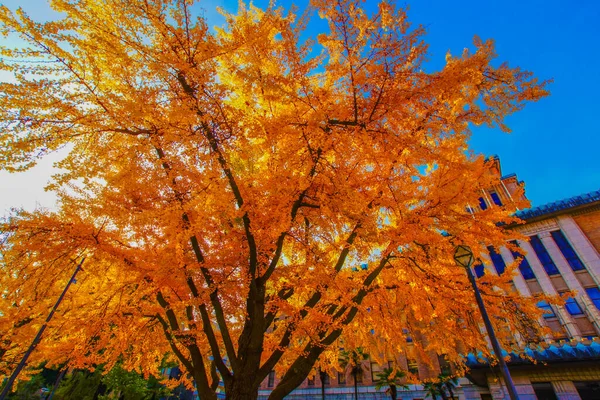 Podzimní Listí Nippon Odori Yokohama City Místo Střelby Naka Yokohama — Stock fotografie