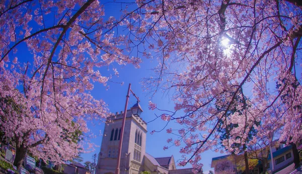 樱花盛开于横滨市莫托玛奇和亚马希波横滨 射击地点 Naka Yokohama Shi — 图库照片