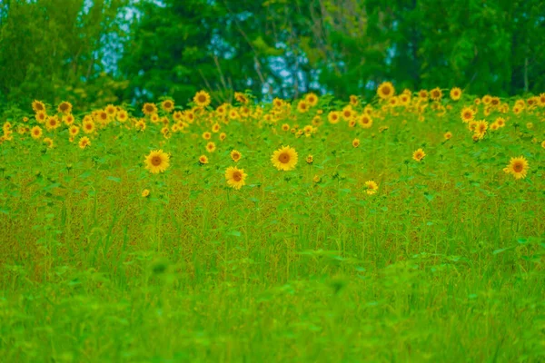 Sunflower Field Hokkaido Shooting Location Hokkaido — стоковое фото