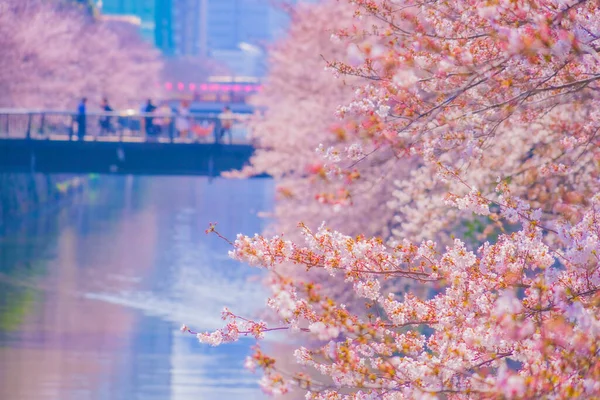 Цвітіння Сакури Річці Мегуро Shooting Location Meguro Tokyo — стокове фото