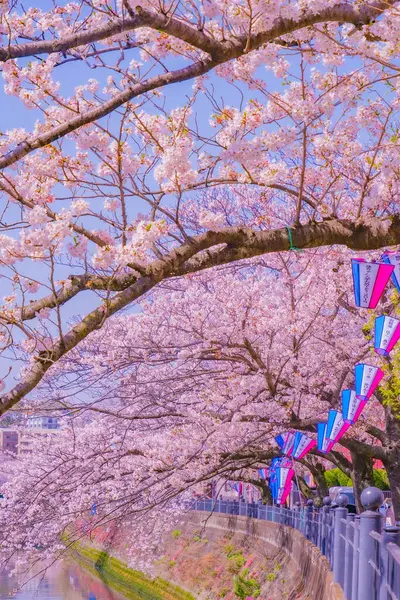 Ooka Nehri Gezinti Güvertesi Sakura Çekim Yeri Minami Yokohama — Stok fotoğraf