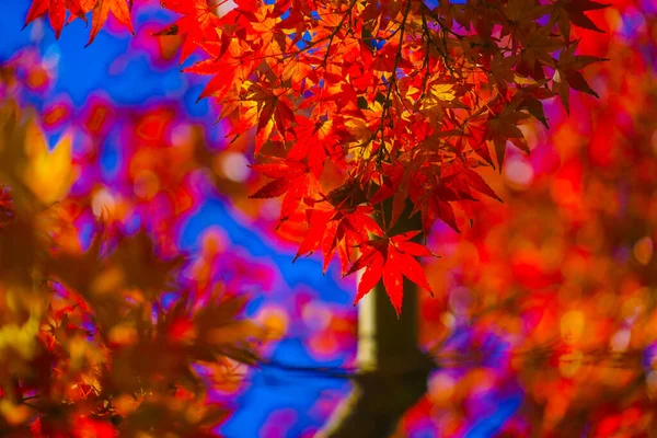 Živý Obraz Podzimního Listí Místo Střelby Shinjuku Tokio — Stock fotografie