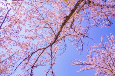Ooka Nehri gezinti güvertesi Sakura. Çekim yeri: Minami -ku, Yokohama