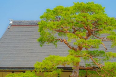 Tenryuji Tapınağı (Kyoto Bölgesi). Çekim Konumu: Kyoto