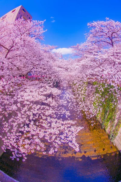 Cherry Blossoms Nakameguro Shooting Location Meguro Tokyo — Stock Photo, Image