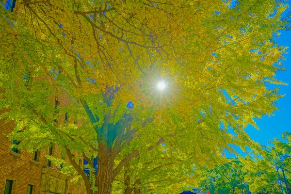 가을은 오도리 요코하마시 떠납니다 요코하마시 — 스톡 사진