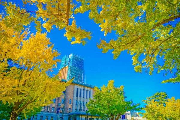 Herbstblätter Auf Yokohama Nihon Odori Drehort Yokohama Stadt Kanagawa Präfektur — Stockfoto
