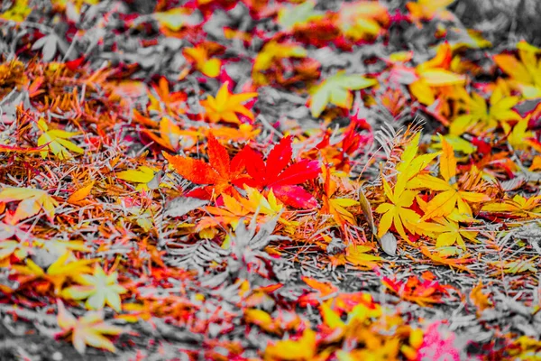 Vivid Image Autumn Leaves Shooting Location Shinjuku Tokyo — Stock Photo, Image