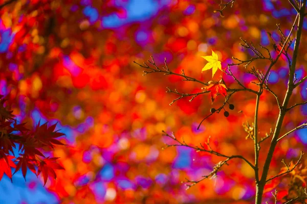 Żywy Obraz Jesiennych Liści Rozmieszczenie Shinjuku Tokio — Zdjęcie stockowe