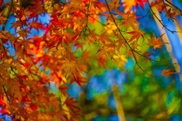 Яркое Изображение Осенних Листьев Место Съемок Синдзюку Токио — стоковое фото