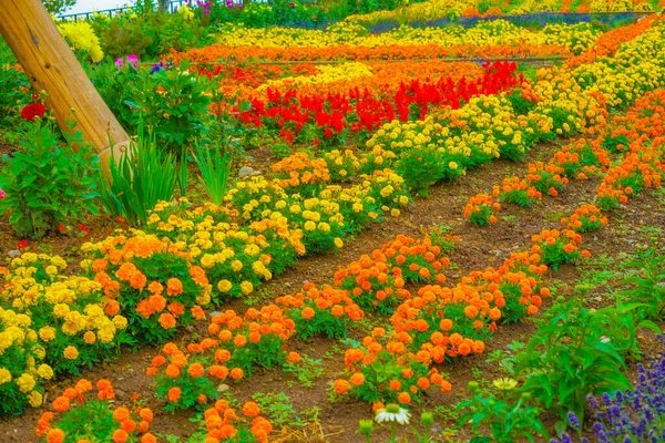Pole Kwiatów Biei Cho Hokkaido Rozmieszczenie Fotografowania Biei Cho Hokkaido — Zdjęcie stockowe