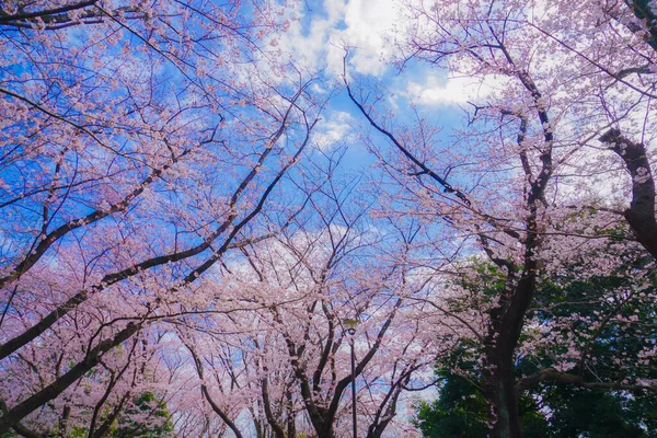 Цветение Вишни Кишинском Парке Место Съемки Кохоку Йокогама — стоковое фото