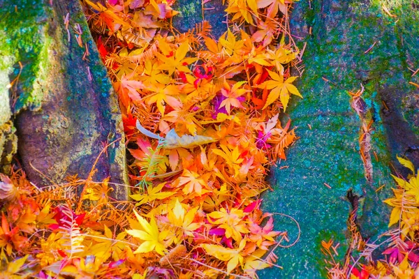 秋天树叶的生动形象 射击地点 东京新宿 — 图库照片