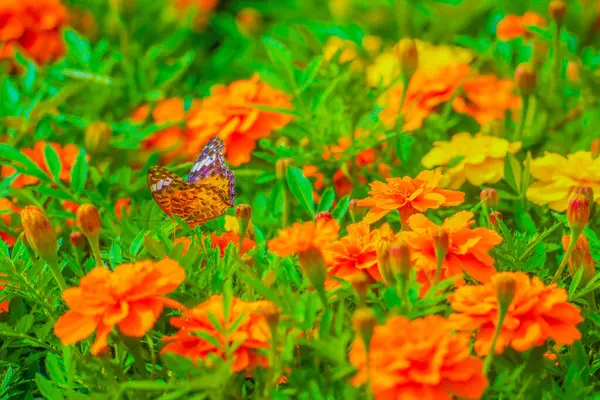 Marigold Kelebek Çekim Konumu Kita Tokyo — Stok fotoğraf