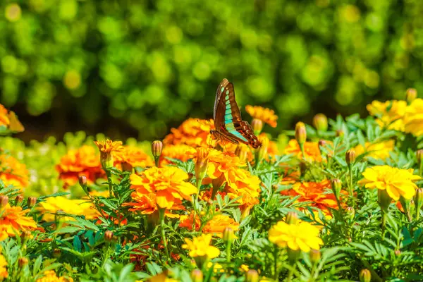 Ringelblume Und Schmetterling Drehort Kita Tokio — Stockfoto